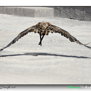 adler