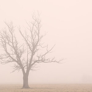 Nebel
