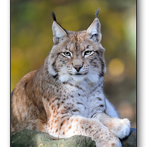 luchs
