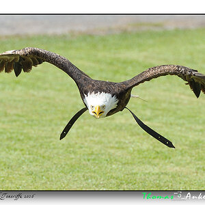 seeadler