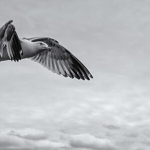 Seagull and Clouds