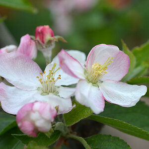 apfelblüte renette 10 04 2017