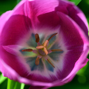 tulpe farbenfroh