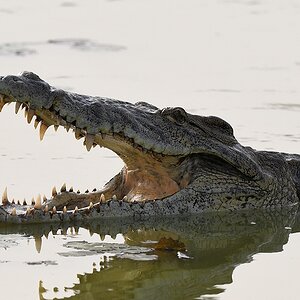 s185 Yamoussoukro Krokodil 6610