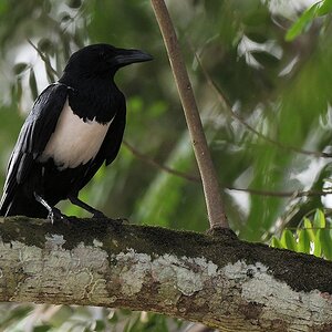 Schildrabe (pied crow)
Tai 

s310 Tai Pied Crow 6706