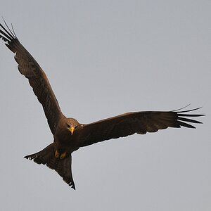 Schwarzmilan (Black kite)
Lahou-Plage

s925 Lahou Plage BlackKite 7364