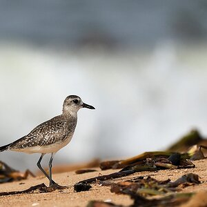 Kiebitzregenpfeifer (Grey Plover)
Lahou-Plage

s926 Lahou Plage GreyPlover 7388
