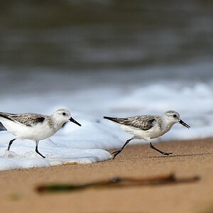 Sanderling
Lahou-Plage

s926 Lahou Plage Sanderling 7414