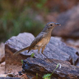 201611_Brown Songlark