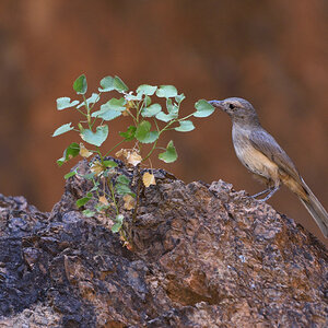 201611_Brown Songlark