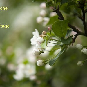 (C)K.R. DSC 2158 O