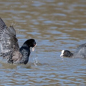 D50 8469 Blesshuhn hat Konkurenten unter Wasser grdrückt IA 3 2017