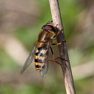 Schwebfliege 2017 04 04 01