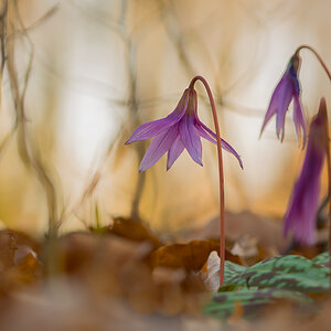 Hundszahnlilie (Erythronium dens-canis)