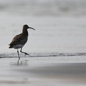 Regenbrachvogel (Whimbrel)
Lahou-Plage

s930 Lahou Plage Whimbrel 7605