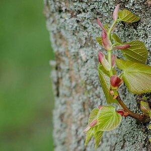 Baum