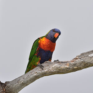 201610_Regenbogenlori
