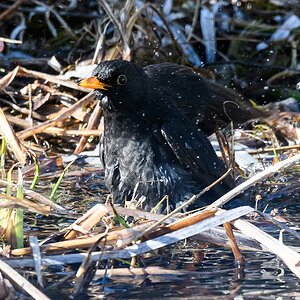 Amsel beim Bad [1]