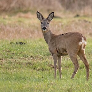 D50 8063 Aufmerksame Ricke IA 3 2017