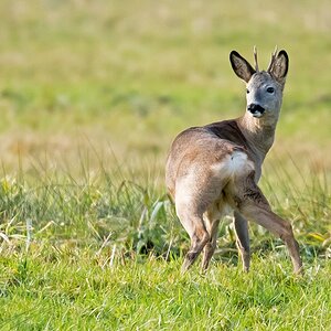 D50 5249 wendiger Rehbock IA 11 2016