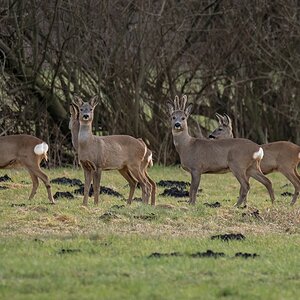 D50 8067 Rehgruppe mit Bock IA 3 2017
