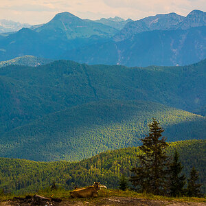 Stie-Alm Blick abends mit Kuh