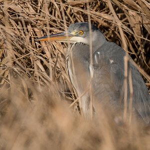 D50 7738 versteckt im Schilf IA 2 2017