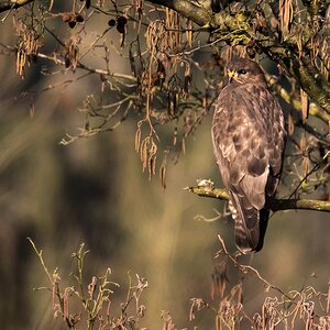 D50 7374 Bussard auf Ansitz IA 2 2017