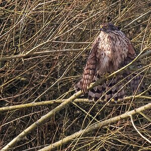 D50 7782 Bussard trocknet Gefieder IA 2 2017