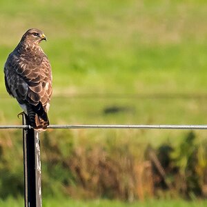 D50 4678 Bussard auf Weidezaun IIIAB 10 2016