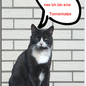 Katze
