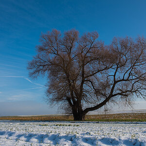 Januar17