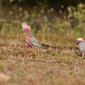 201611_Rosakakadu