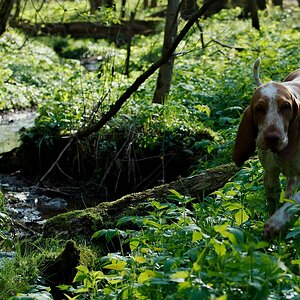 Mali im Zauberwald