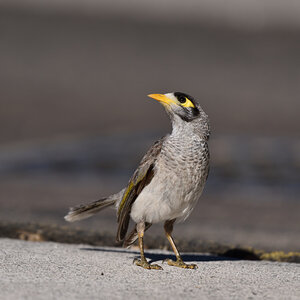 201611_Gelbstirn-Schwatzvogel
