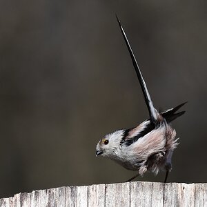 2017 04166
