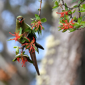 Smaragdsittich (Austral Parakeet)
Nationalpark Tierra del Fuego, Argentinien

s2560 Austral Parakeet 5032