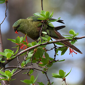 Smaragdsittich (Austral Parakeet)
Nationalpark Tierra del Fuego, Argentinien

s2560 Austral Parakeet 5066