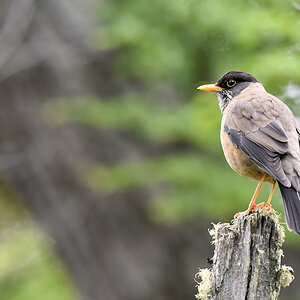 Magelandrossel (austral thrush)
Nationalpark Tierra del Fuego, Argentinien

s2570 Austral Thrush 5158
