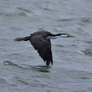 201611_Pied_Cormorant