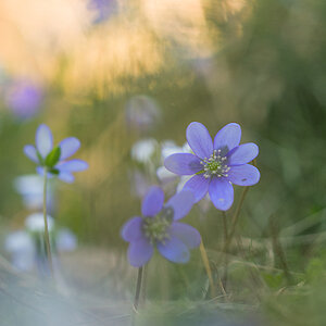 Leberblümchen