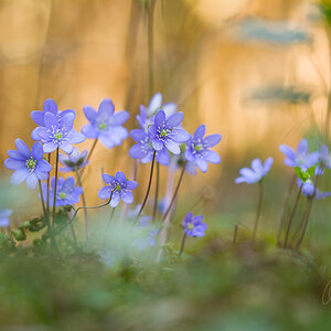 Leberblümchen