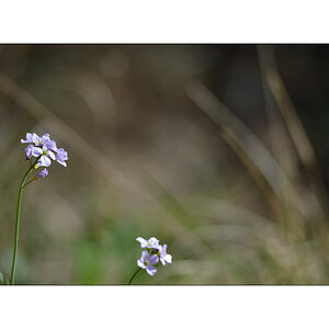 NikonPZ1 0515