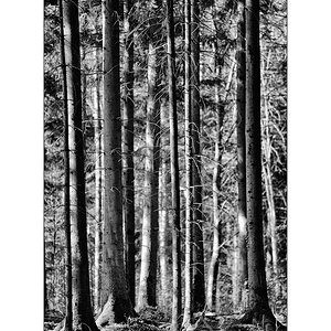 NikonPZ1 0520