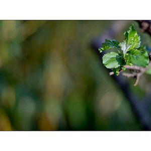 NikonPZ1 0529