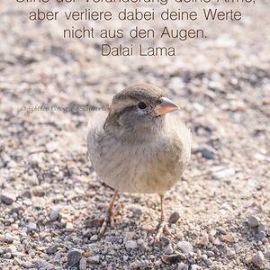Spatz mit Satz