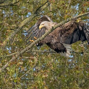 D50 0984 Seeadler im Anflug auf AnsitzIA 5 2017