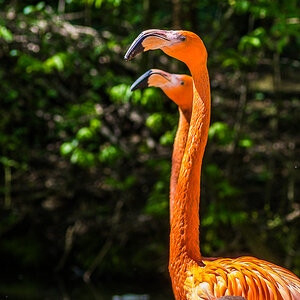 Flamingos