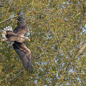 D50 1062 Adler fliegt davon IA 5 2017