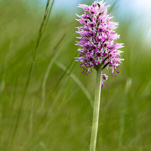 17 05 09 15496 affenknabenkraut
